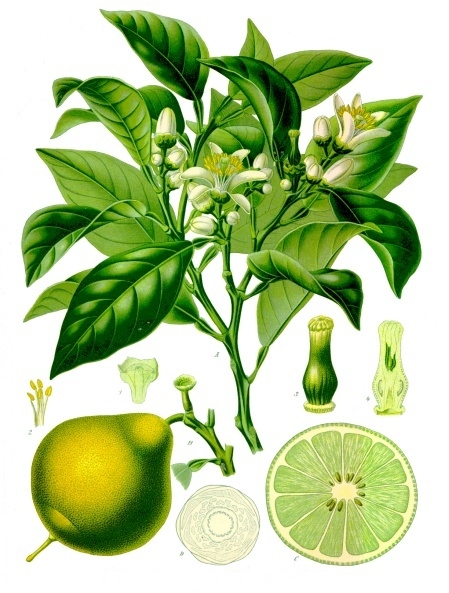 Bergamot large
