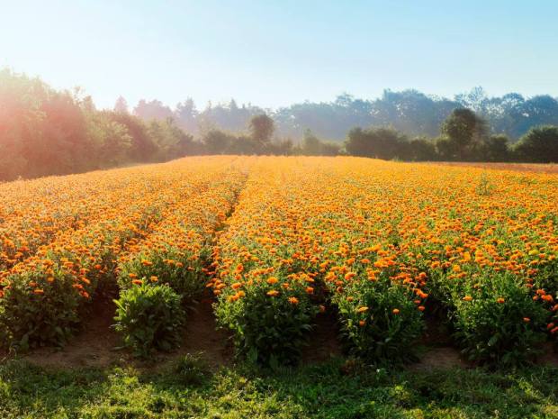 11133972_10153160780023433_6447739996021692838_o